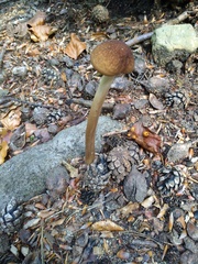 Oudemansiella