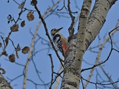 Dendrocopos leucotos