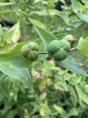 Euphorbia lathyris