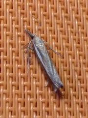 Agriphila tristella