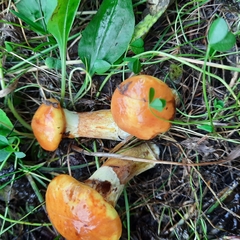 Suillus grevillei