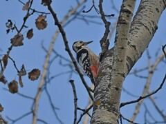 Dendrocopos leucotos
