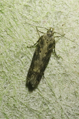 Scrobipalpa ocellatella