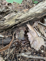 Anaxyrus americanus