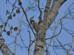 Dendrocopos leucotos