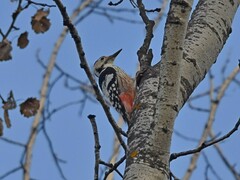 Dendrocopos leucotos