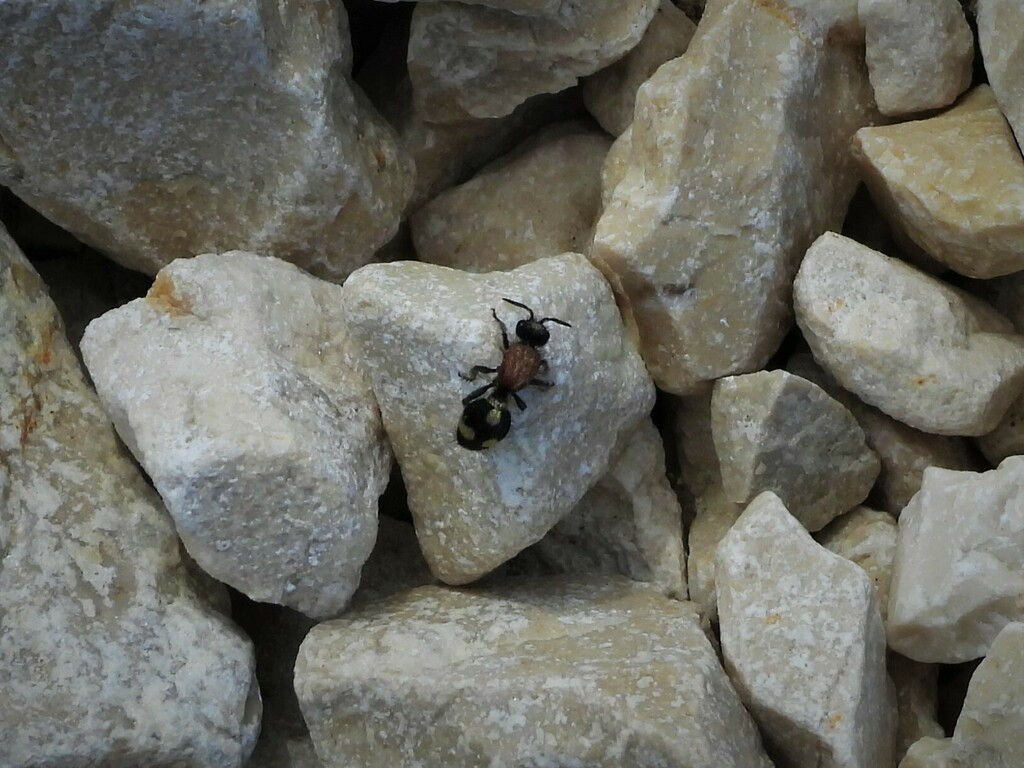Dasylabris maura clausa