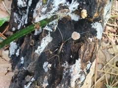 Meloimorpha japonica