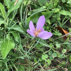 Colchicum autumnale