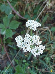 Achillea millefolium