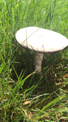 Agaricus