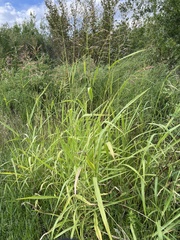 Sorghum halepense