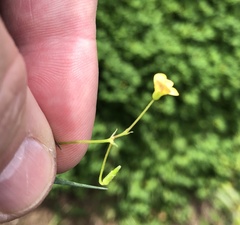 Oxalis exilis