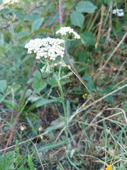 Achillea millefolium