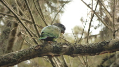 Pionus maximiliani
