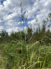 Sorghum halepense