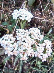 Achillea millefolium