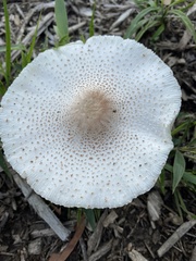 Leucoagaricus americanus