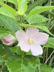 Hibiscus moscheutos