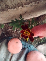 Tagetes patula