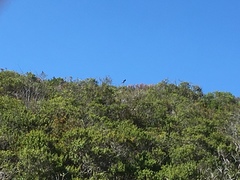 Stelgidopteryx serripennis