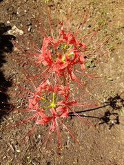Lycoris
