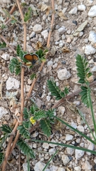 Brephidium exilis