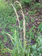 Sphenopholis intermedia