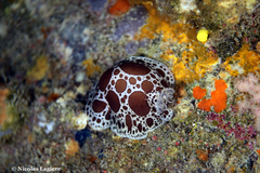 Peltodoris atromaculata