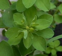Euphorbia peplus