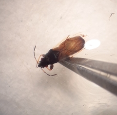Metopoplax ditomoides
