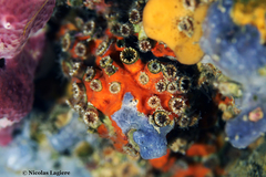 Polycyathus muellerae