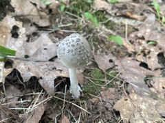 Amanita rhacopus