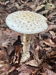 Amanita cokeri