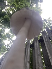 Amanita rhacopus