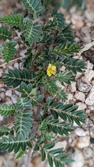 Tribulus