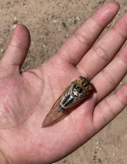 Megatibicen dealbatus