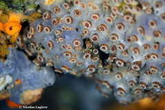 Polycyathus muellerae