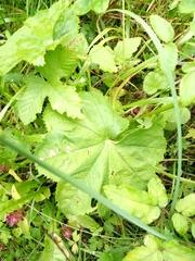 Alchemilla glabra