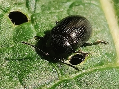 Phratora