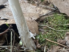 Amanita rhacopus