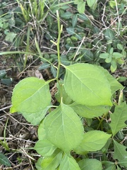 Celastrus orbiculatus