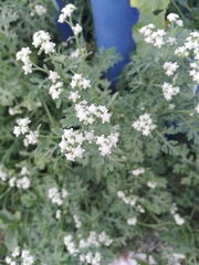 Parthenium bipinnatifidum