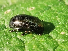 Phratora