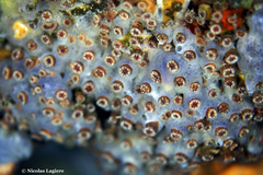 Polycyathus muellerae