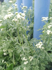 Parthenium bipinnatifidum