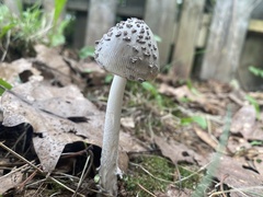 Amanita rhacopus