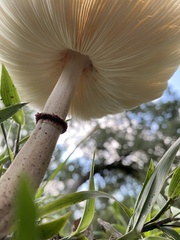 Leucoagaricus americanus