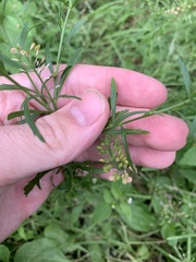 Lepidium virginicum