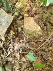 Scolopendra mutilans
